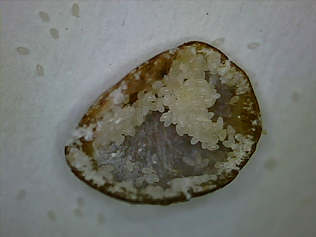 Scale Insect underside